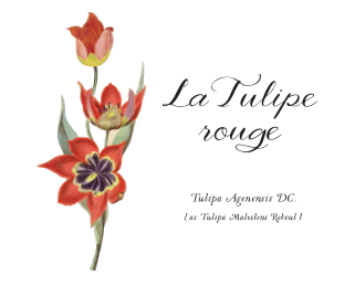 La tulipe